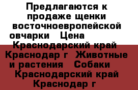 Предлагаются к продаже щенки восточноевропейской овчарки › Цена ­ 20 000 - Краснодарский край, Краснодар г. Животные и растения » Собаки   . Краснодарский край,Краснодар г.